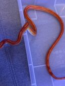 3 Kornnattern inkl. Terrarium abzugeben in 44379