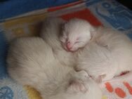Siam Kitten reinrassig - Kronau