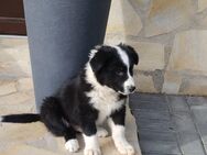 Welpen Border Collie - Freyburg (Unstrut)