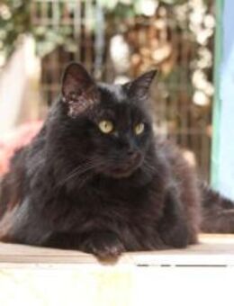 Einzelprinz Giant sucht Kuschelplatz - Walluf