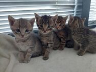 Kätzchen Kater Tieger Katze Babykatzen - Rottweil