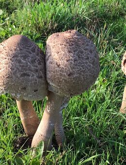 SIE mit Empathie und Zärtlichkeit gesucht ! - Schönefeld