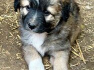 Kuschelmaus Lucy sucht Zuhause - Großefehn