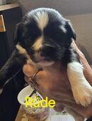 Bolonka Welpe in 98743