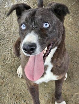 Shanika Blue- neue Heimat gesucht - Nürnberg