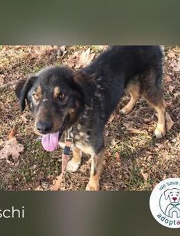 Joschi: Vertrauen durch Geduld - Kirchzell