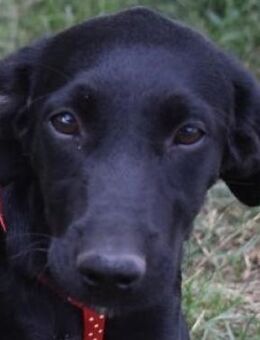 Polla - weggeworfen - Süderbrarup