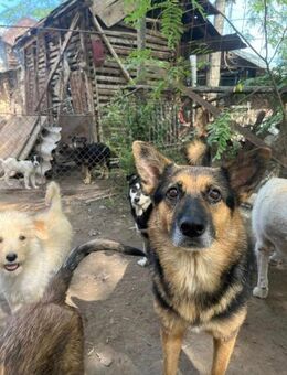 Summer liebevolle Schäferhundmix Hündin - Rambin