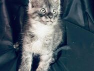 * Liebe Verschmuste Coonie * Maine Coon Kitten Katze schöne Pinsel mit Stammbaum - Herten