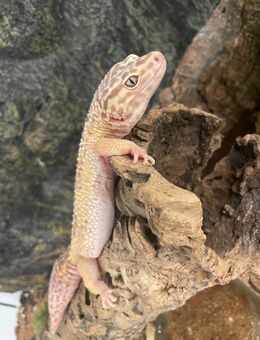 Großer Leopardengecko sucht ein neues zuhause - Hilden