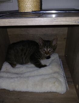 Kleine Baby Katze 4 Monate alt - Gelsenkirchen Bismarck