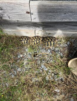 Griechische Landschildkröten ingesamt 4 Nachzuchten zu verkaufen - Arnstein (Bayern)