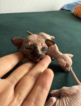 Süße Sphynx Kitten abzugeben - Wilhelmshaven