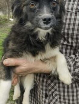 Eve 30 cm - Alpenrod