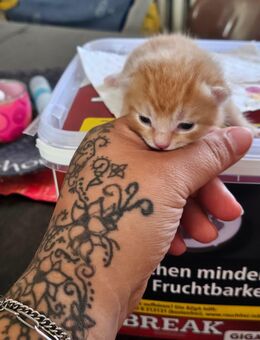 Baby kitten abzugeben - Cremlingen
