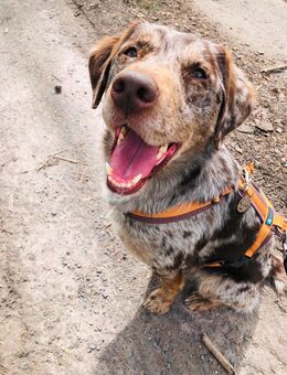 Labrador Mix Rüde abzugeben - Saalfeld (Saale)