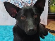 KIRA💖sanftes, verschmustes Hundemädl - Hamburg