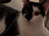 Kater kastriert 1 Jahr jung - Bochum Eppendorf