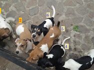 Jack Russell Terrier welpen mit CHIP/Eu-Pass AB SOFORT- nur 2 Hündinnen - Coswig (Anhalt)