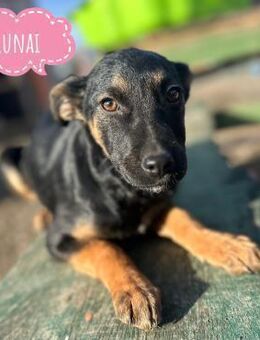 Lunai eine absolute Familienhündin - Flörsheim-Dalsheim