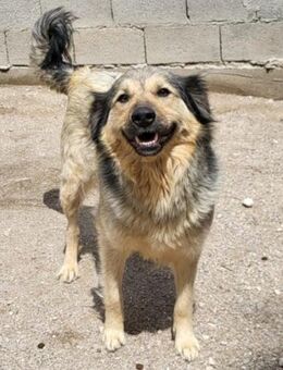 Sanfte ♥ Sophy ♥ Fellfreundin fürs Leben - Hamburg