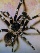 Weissknievogelspinne, männlich (Acanthoscurria geniculata) in 93413