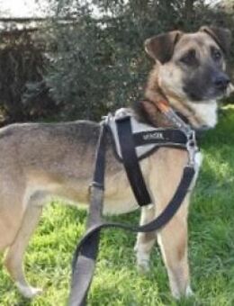 Zeus, menschenbezogen mit Potenzial - Mettmann