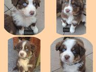 Australian Shepherd Welpen - Crimmitschau