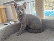 Reinrassige Russisch Blau Kitten - Aldingen