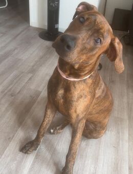 Liebe Bounty sucht ein schönes neues Zuhause - Krefeld