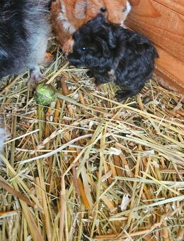 Meerschweinchen Lunkarya Babys - Mosbach