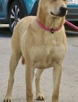 Marilo, unterwürfig, verschmust - Westerholt