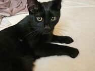 Super süßer Baby Kater (1 Jahr) tolle Katze sucht ein Zuhause - Berlin Steglitz-Zehlendorf