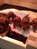 Zwergdackelwelpen geb. am 15.11.25 in 04827