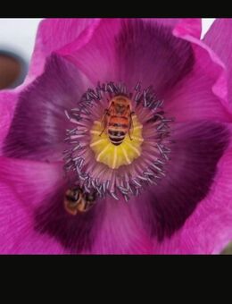 Schlafmohn (Papaver somniferum) - Horgenzell