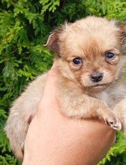 Reinrassige Mini-Chihuahua Welpen, Langhaar - Benz (Landkreis Nordwestmecklenburg)