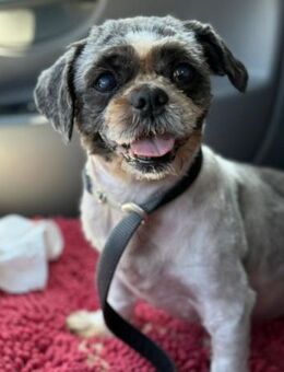 ShihTzu OldLady ♥Missy♥ in 80993 München - Hamburg