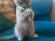 BKH 2 Kitten - Philippsthal (Werra)