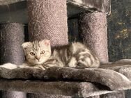 Verkaufe Katzenbabys Sofort Abholung - Hannover