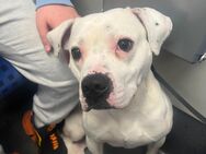 Amerikanische Bulldogge Mix - Hamburg