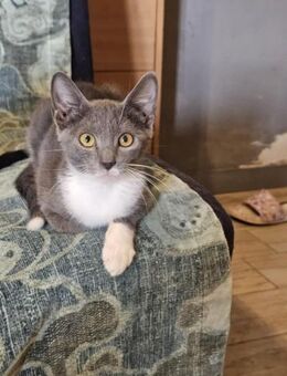 Gestiefelter Kater Socks - Margetshöchheim