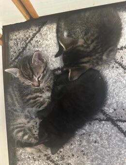 🐱 2 süße Kätzchen suchen ein liebevolles Zuhause 🏡 - Selters (Taunus)