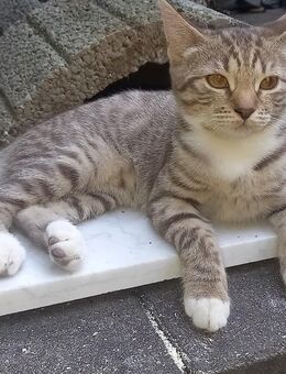 British Kurzhaar Kitten Jungkatze ( BTH ) Mix - Stuttgart