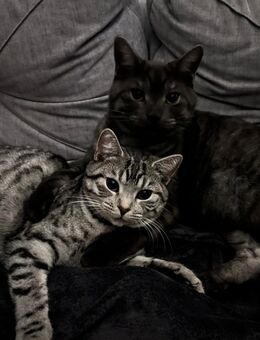 Katzen paar abzugeben - Köln