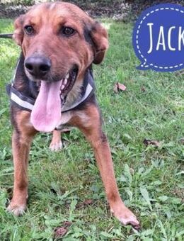 Jack ein zarter Wesen - Mannheim