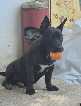 Sky von kettenlos - Bollingstedt