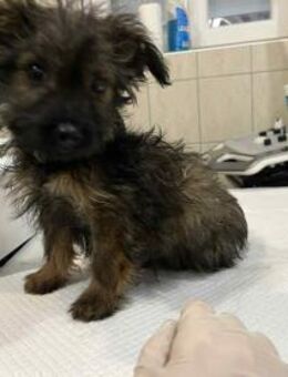 Aszu 3,5 Monate Mischling - Kassel