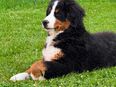 Bernersennenhund in 8620