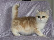 Reinrassige Kitten Baby Katze black golden tabby BKH Stammbaum - Hof