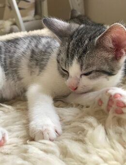Kitten in gute Hände abzugeben - Oberhausen